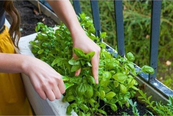 Aromatik Emerito Tatlı Fesleğen Tohumu - Image 1