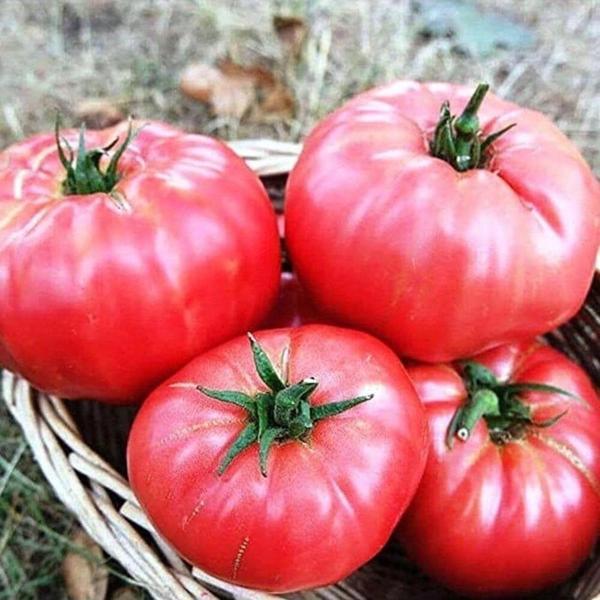 Atalık Pembe Köy Domatesi Tohumu - Image 1