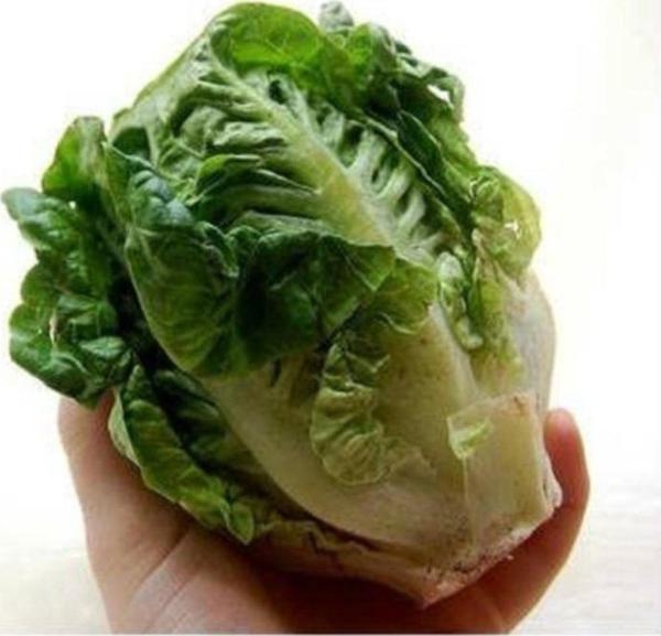 Mini Marul (saksılık) 300+ Adet Tohum - Image 1