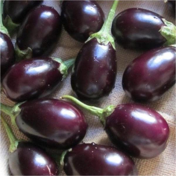 Mini Patlıcan Saksılık - Image 1