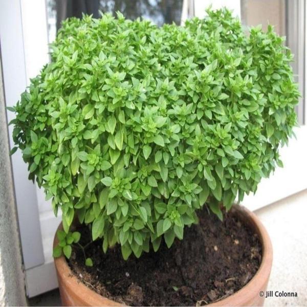 Mini Top Fesleğen Tohumu [ Ev Bahçe] - Image 1