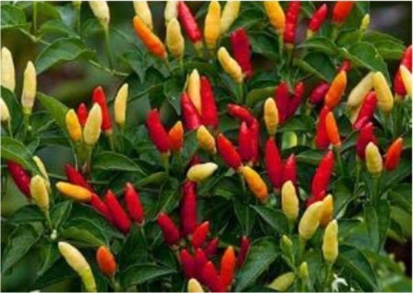 Tabasco Acı Biber Tohumu Saksı Toprak Seti - Image 1