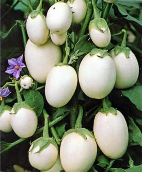Mınık Beyaz Patlıcan - Image 1