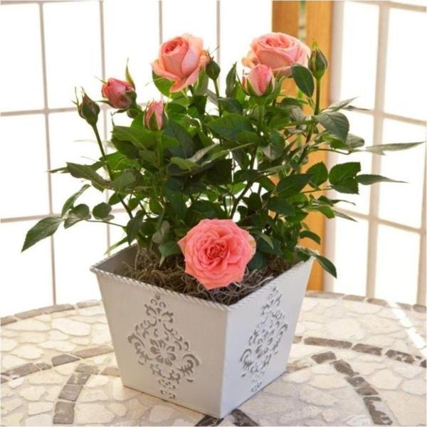 Minyatür Gül 5 Tohum + Toprak + Saksı Seti - Image 1