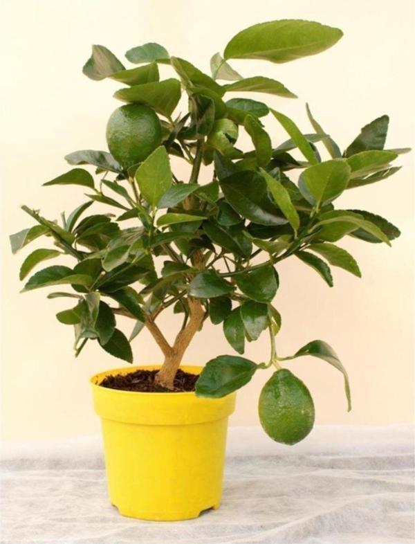 Misket Lime Limon Tohumu - Image 1