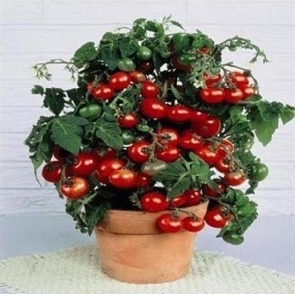 Tiny Tim Cherry Domates - Image 1