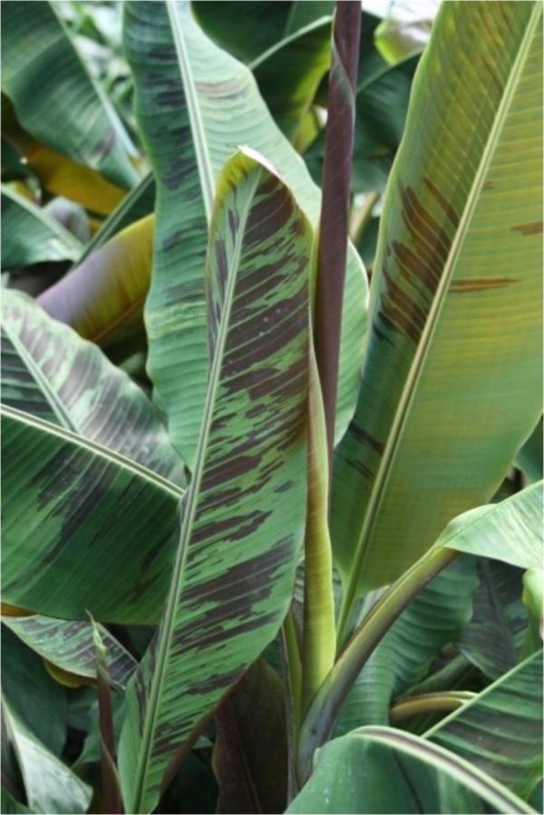 Muz Tohumu (Musa Browns Red) - Image 1