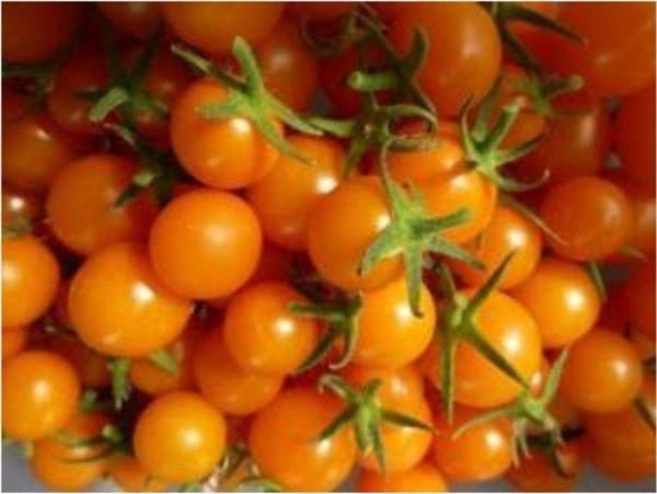 Turuncu Cherry Domates - Image 1