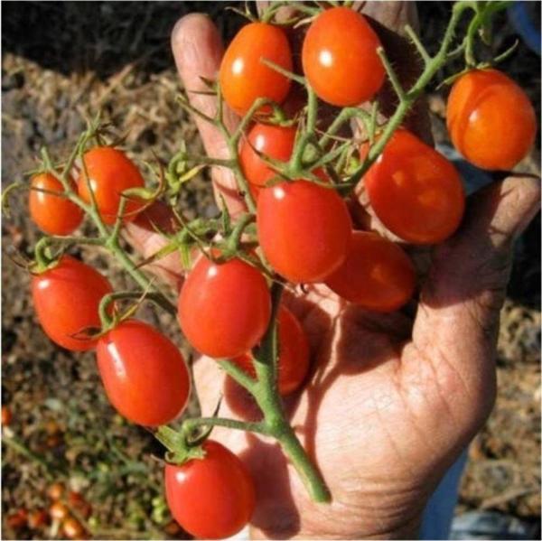 Üzüm Cherry Domates 10 Tohum Saksı Toprak Seti - Image 1