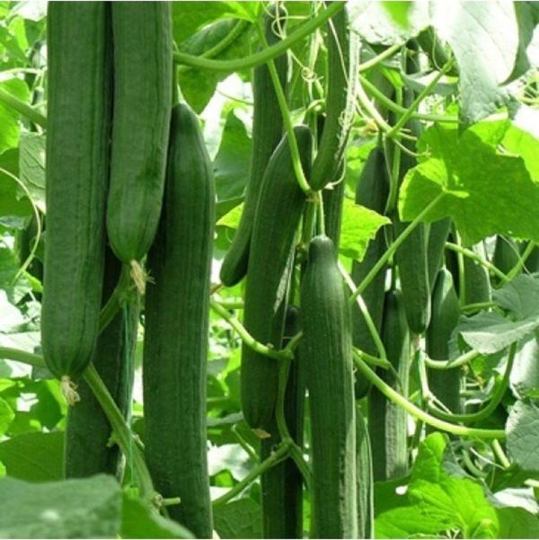 Uzun Bulgaristan Salatalığı Tohumu - Image 1