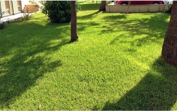 Yarı Gölge Alanlar Için Çim Tohumu 5 Kg. - Image 1