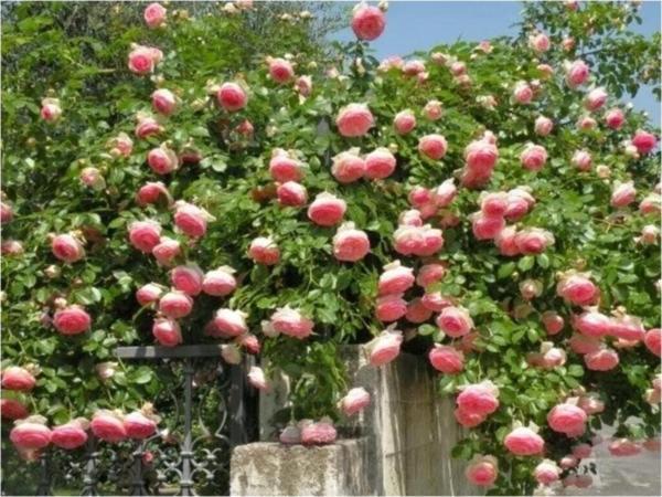 Yediveren Sarmaşık Gül Tohumu - Image 1