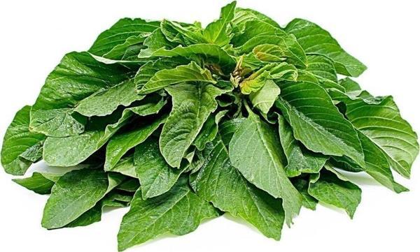 Yeşil Yapraklı Amarant Tohumu - Image 1