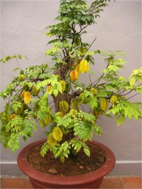 Yıldız Meyvesi (Starfruit) Carambola Tohumu - Image 1