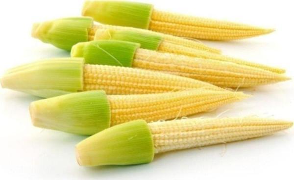 Baby Corn * Minik Mısır Tohumu - Image 1