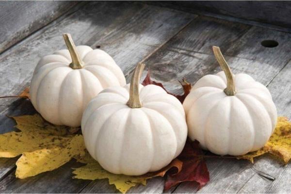 Beyaz Bal Kabağı Tohumu Kabak Casper Pumpkin - Image 1