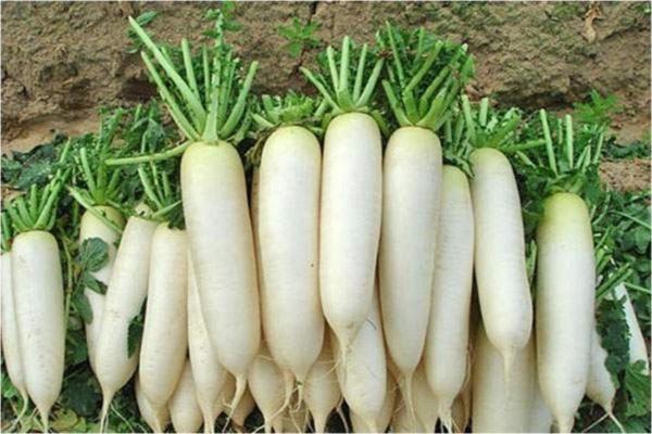 Beyaz Japon Turbu Tohumu - Image 1