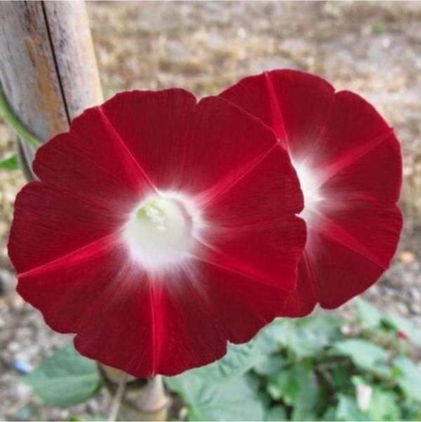 Kırmızı Sabah Sefası Tohumu 25+ - Image 1