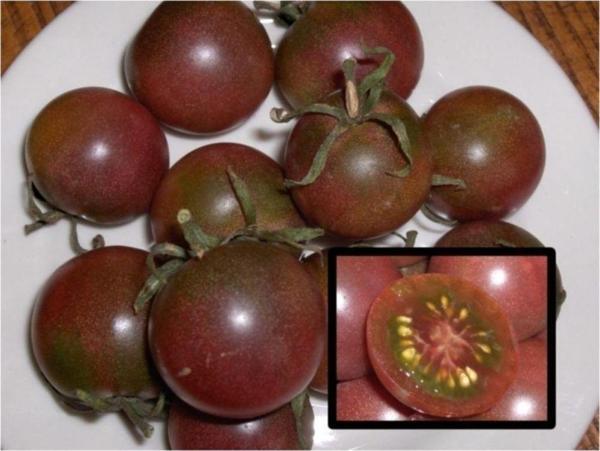 Black Cherry Tohumu - Image 1