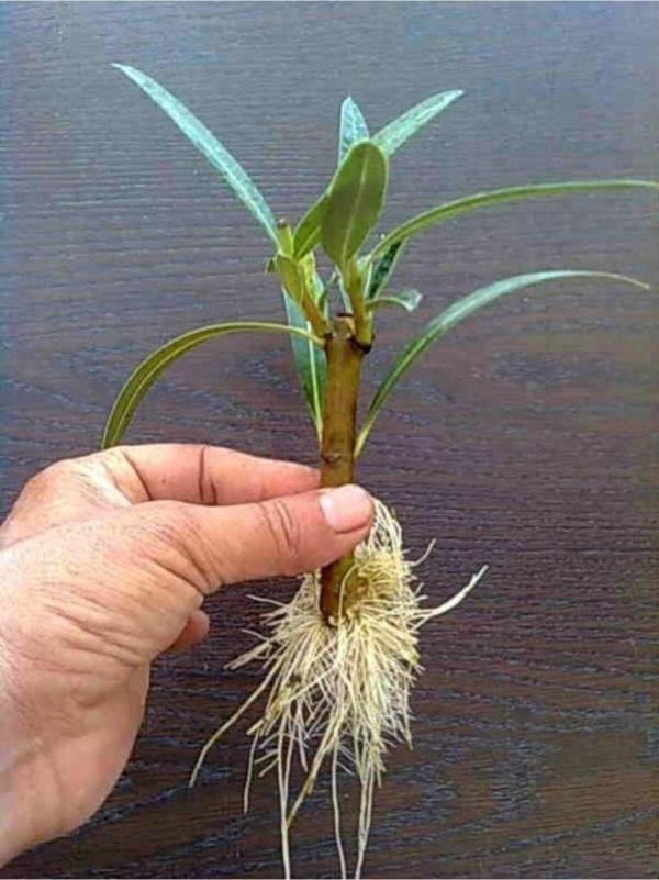 Köklendirici Gübre (1 KG.) Kök Besini - Image 1