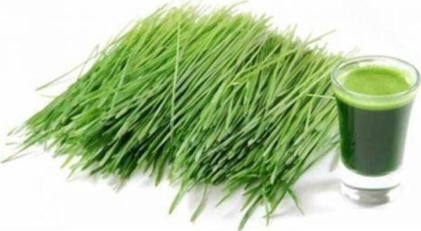 Buğday Çimi Tohumu 1 Kg - Image 1