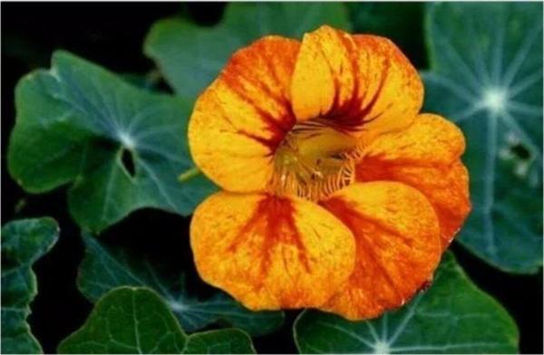 Latin Çiçeği Tohumu (Nasturtium Majus) - Image 1
