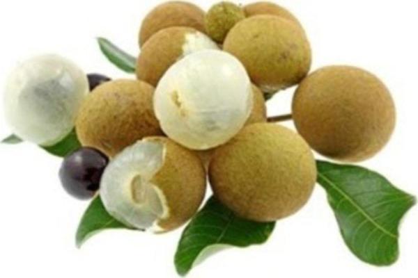 Longan Fruit * 4 Adet Tohum - Image 1