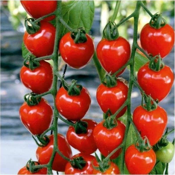 Çilek Domatesi (Tomatoberry) - Image 1