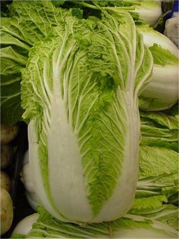 Çin Kıvırcık Lahana Tohumu - Image 1