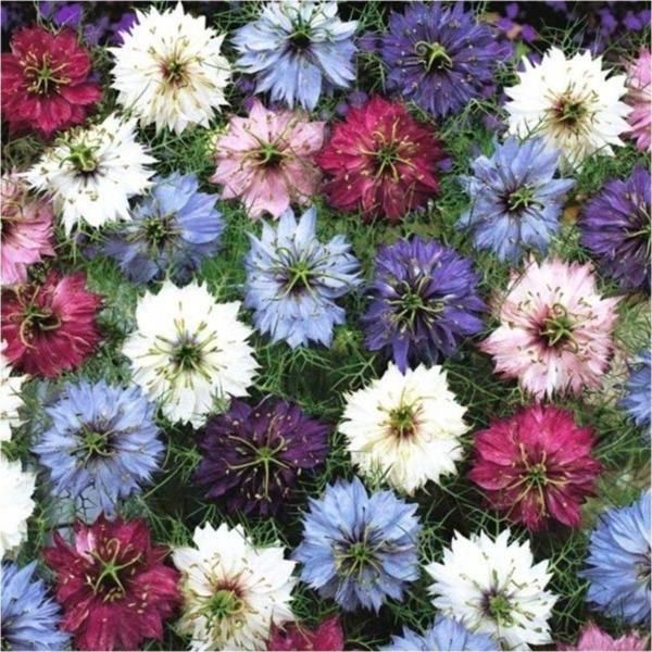 Çörekotu Çiçeği (Nigelle Damas Variee) - Image 1