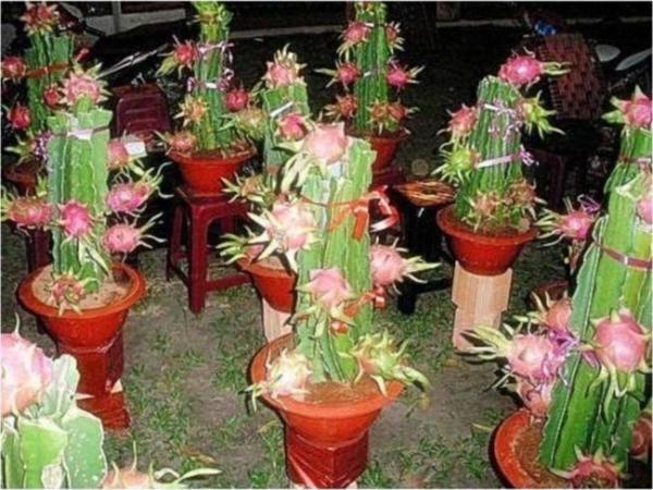 Cüce Ejder Meyvesi Tohumu Saksı Ve Toprak Seti - Image 1
