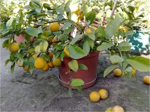 Mayer Limon 5 Tohum - Image 1