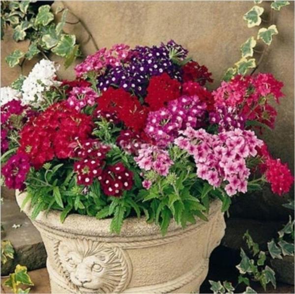 Mine Çiçeği *(Verbena Grandiflora) - Image 1