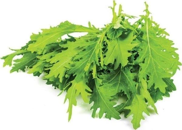 Dantel Yapraklı Hardal Otu Tohumu - Image 1