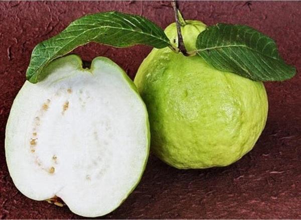 Dev Guava (Giant)* 4 Tohum - Image 1