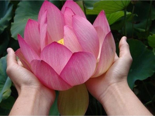 Dev Kutsal Lotus Tohumu Pembe Çiçekli - Image 1