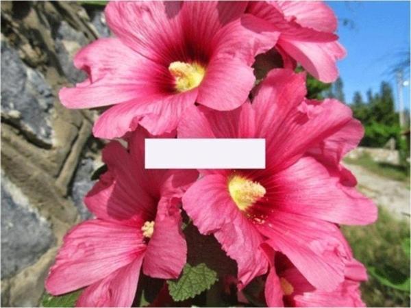 Pembe Hatmi Çiçeği Tohumu - Image 1