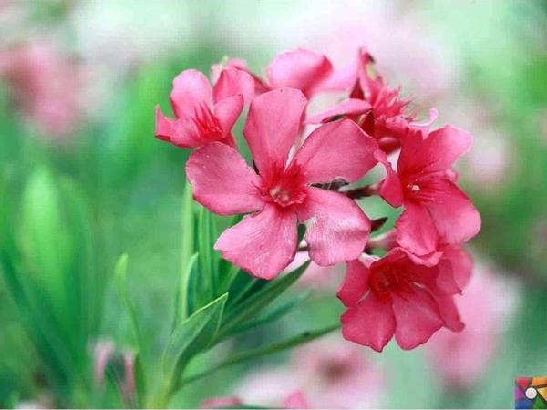 Pembe Zakkum Çiçeği Tohumu - Image 1