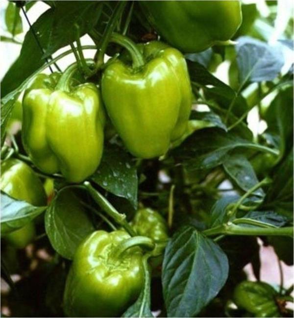 Dolmalık Biber Tohumu - Image 1
