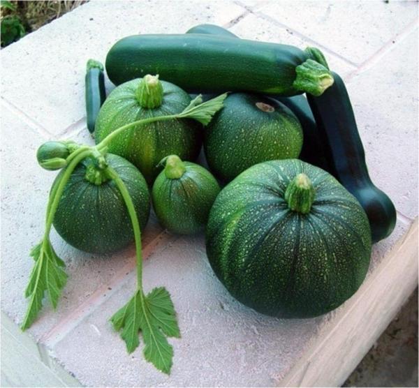 Dolmalık Kabak Tohumu - Image 1