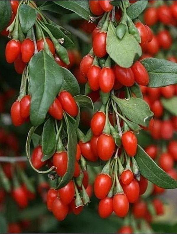 Gojiberry Meyvesi* 25+tohum - Image 1