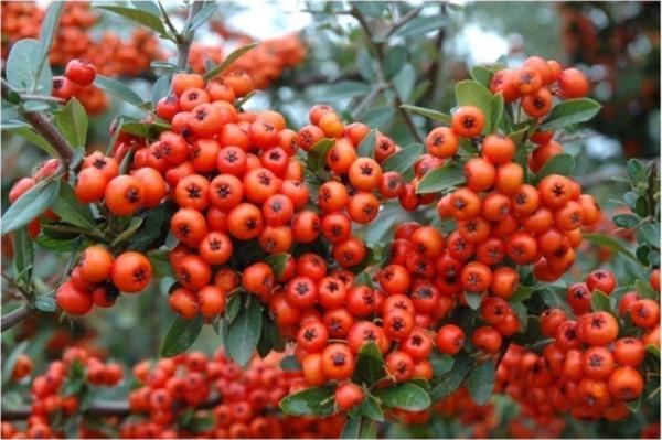Redberry*(Tavşan Elması) 25+tohum - Image 1