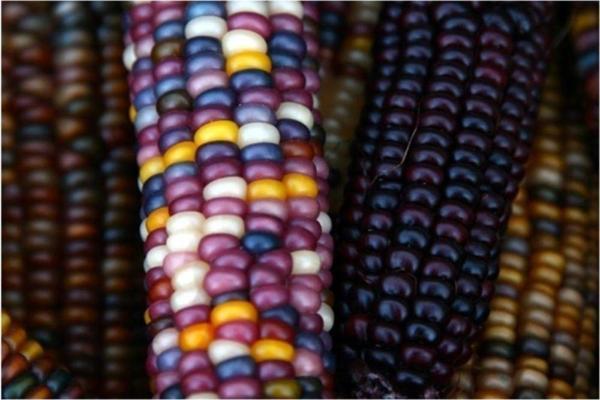 Renkli Hint Mısırı *10 Tohum - Image 1