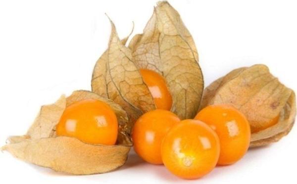 Goldenberry Altın Çilek - Image 1