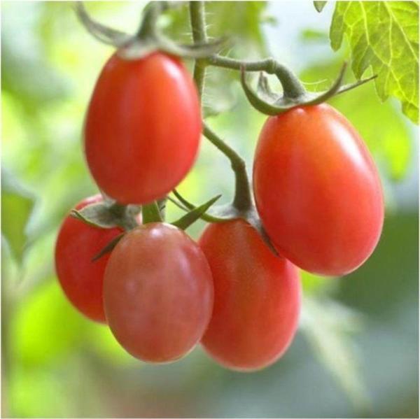 Rosalita Pembe Cherry Domates 10 Tohum - Image 1