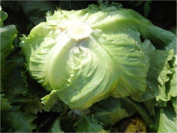 Iceberg Marul 400+ Tohum - Image 1