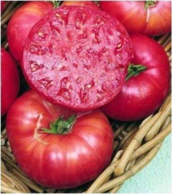Iri Belçika Pembe Domatesi - Image 1