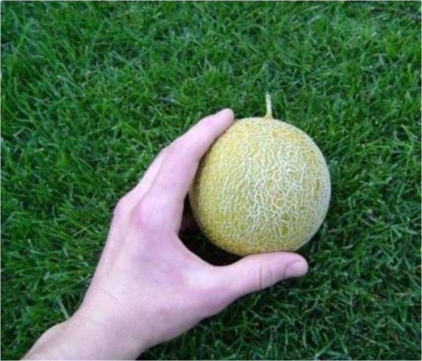 Saksılık Minik Kokulu Kavun Tohumu - Image 1