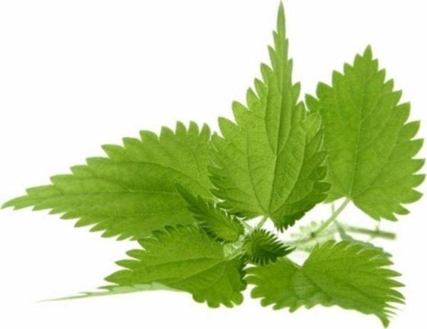 Isırgan Otu Tohumu(Urtica Dioica) - Image 1