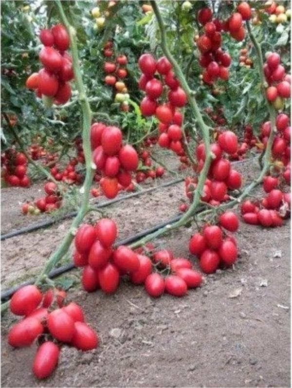 Saksılık Zeytin Cherry Domates 10 Tohum - Image 1